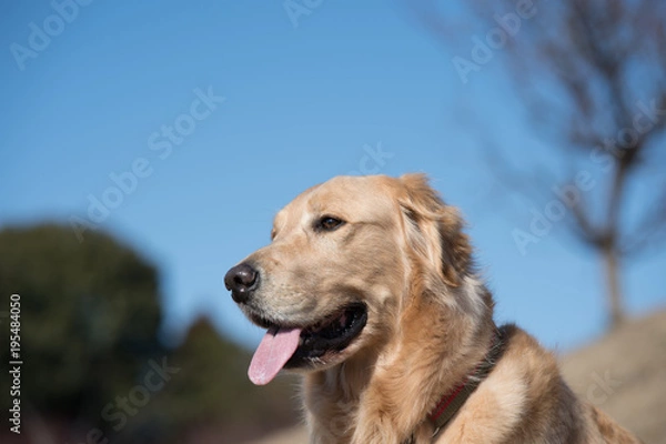 Obraz ゴールデンレトリバー