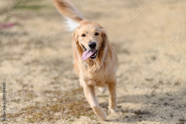 Obraz ゴールデンレトリバー