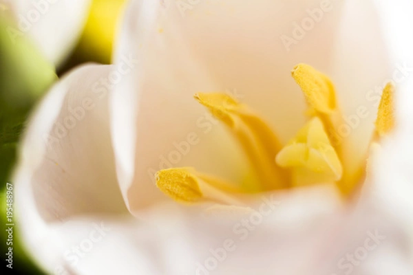 Fototapeta macro of a Tulip