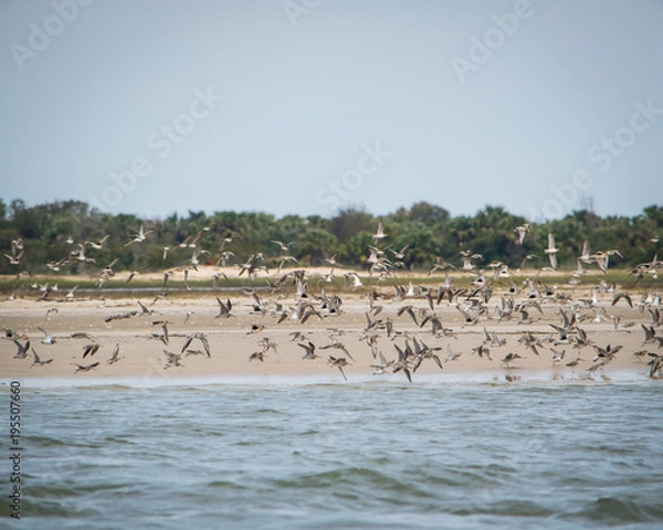 Fototapeta Seagulls Flocking