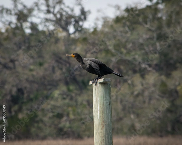 Fototapeta Bird Taking Off