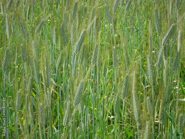 Fototapeta Field campaign consists of grass and green ears of corn