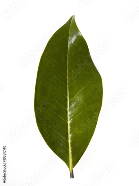 Obraz magnolia leaf on white background