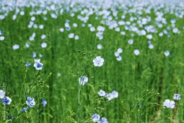 Obraz Fleur de lin