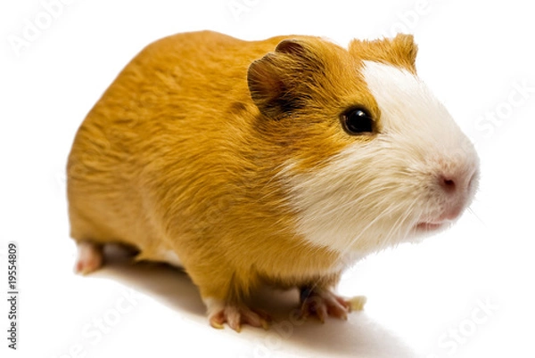 Obraz curious guinea pig