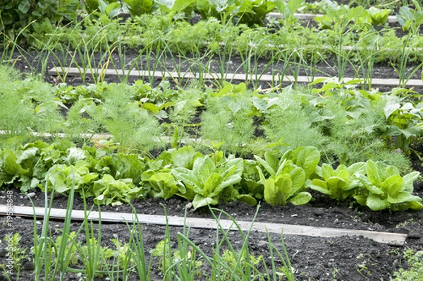 Obraz Allotment Garden Bed