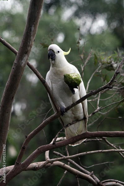 Obraz Cookatoo eating a lemon