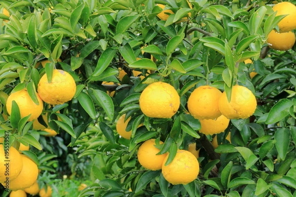 Obraz 露地の日向夏ミカン