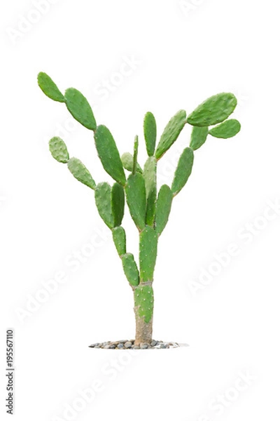 Obraz cactus isolated on white background, Clipping path included