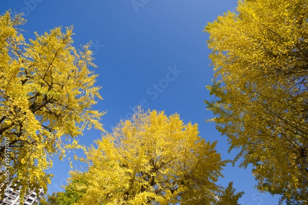 Fototapeta 青空とイチョウ