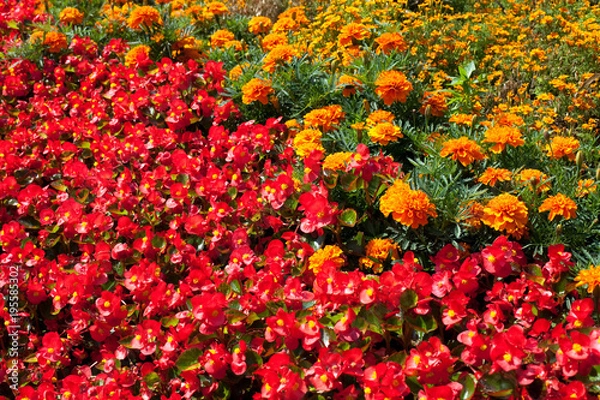 Obraz Flowers, Marigold, Bedding Begonia