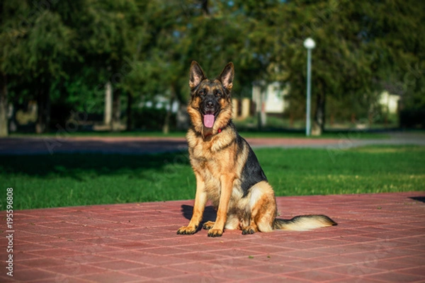 Obraz shepherd dog