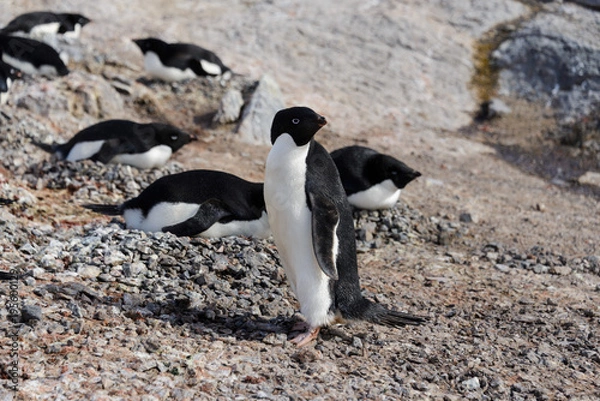 Obraz Adelie penguins on beach