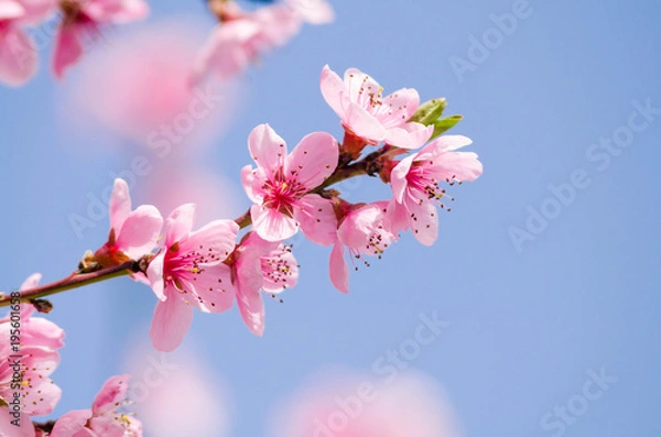 Obraz peach blossom flowers