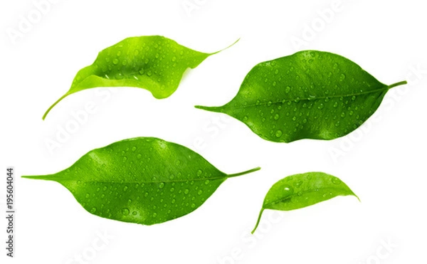 Fototapeta leaf isolated on white