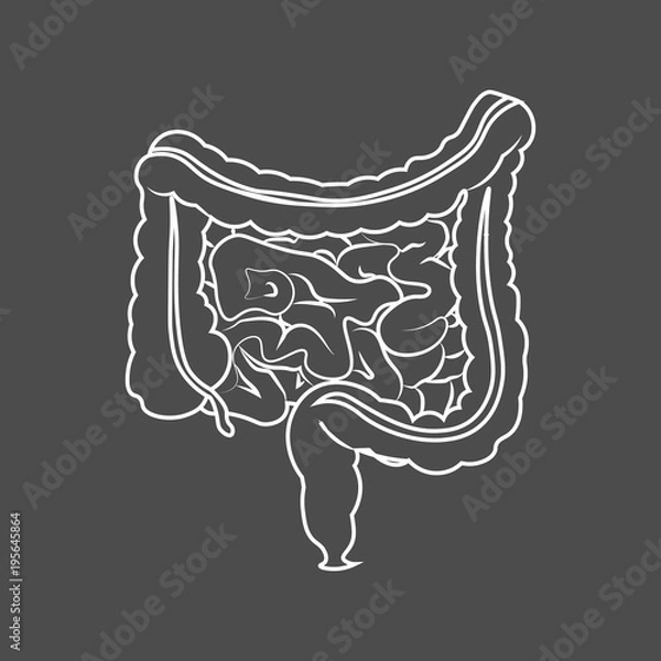 Fototapeta Human digestive system intestines gut anatomy gastrointestinal tract diagram. Monochrome contour of the intestine