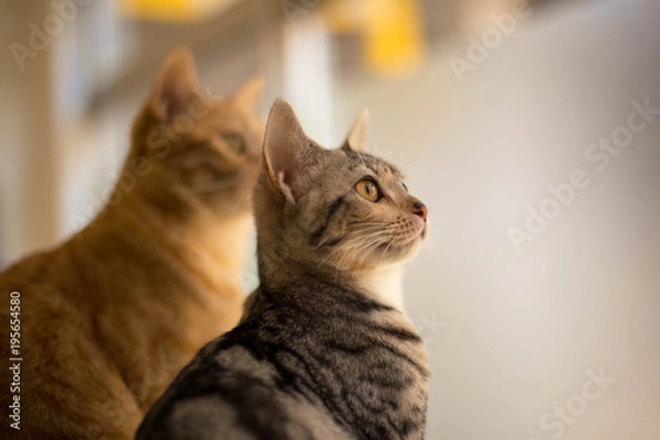 Obraz 猫カフェの猫