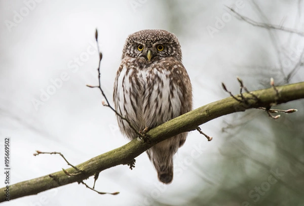 Obraz sóweczka - Glaucidium passerinum - pygmy owl