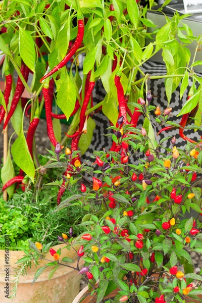 Fototapeta different chilis