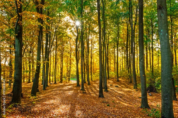 Obraz Shadow of treeas