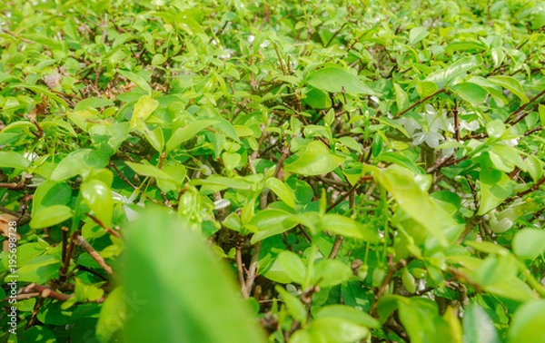 Obraz green plant leaf isolated or for background.