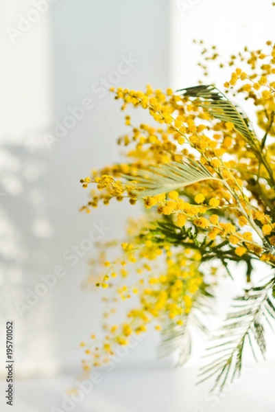 Obraz Mimosa branch in a glass on the window