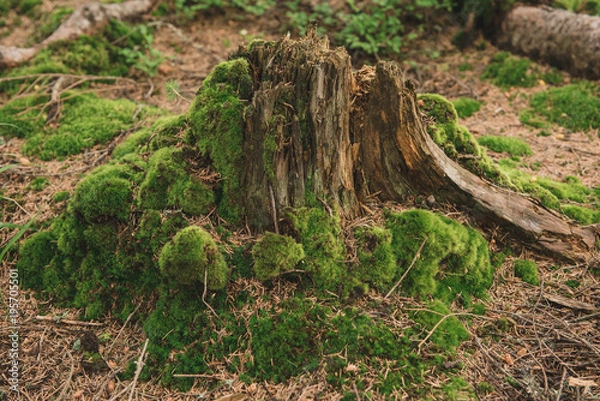 Obraz The stump is covered with moss in the Carpathian forest.Wild nature