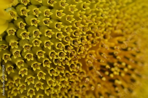 Fototapeta Sunflower