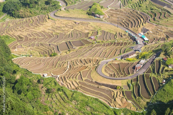 Fototapeta 展望台から望む棚田