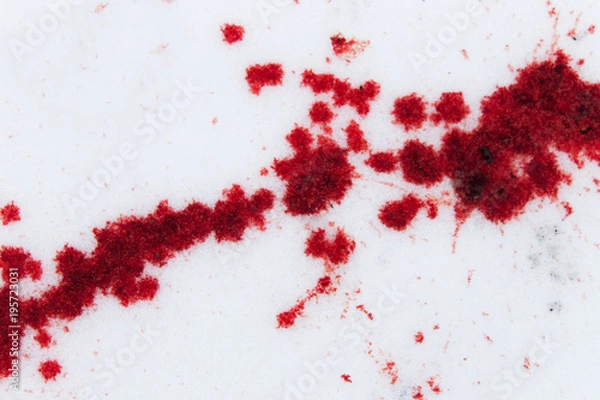 Fototapeta splashed blood on the snow. crime scene