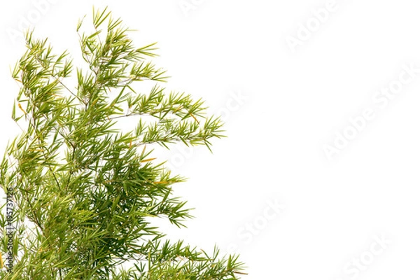Obraz Bamboo Tree isolated on white background.