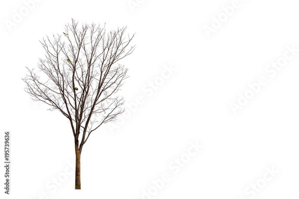Obraz Martwe drzewa na białym tle Nadaje się do użycia.