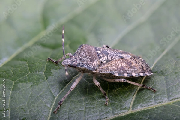 Fototapeta Lederwanze
