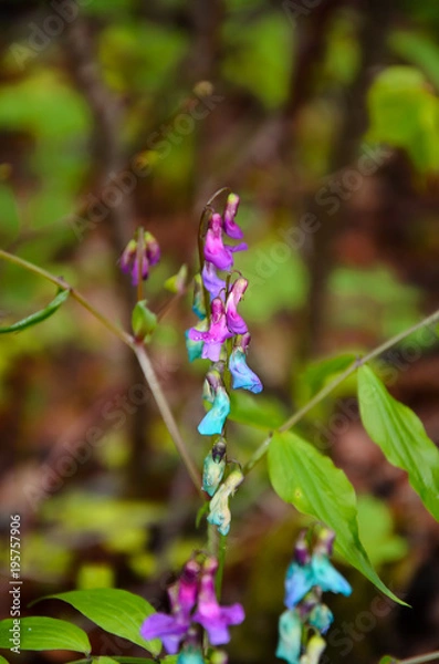 Fototapeta small, multicolored forest flowers, with dew drops