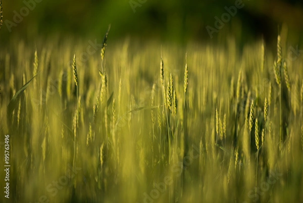 Obraz Wheat Field