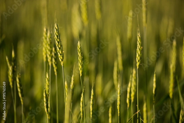 Obraz Wheat Field