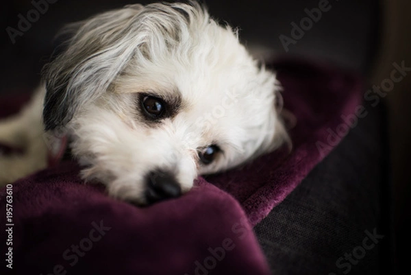 Obraz White Furry Dog