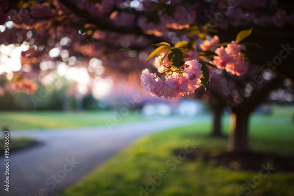 Obraz Cherry Blossom