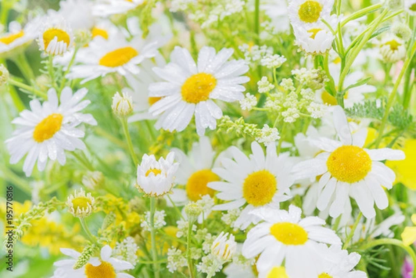 Fototapeta Daisies covered dew drops