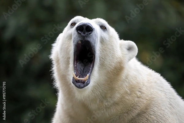 Fototapeta spektakularny kanion i koryto rzeki