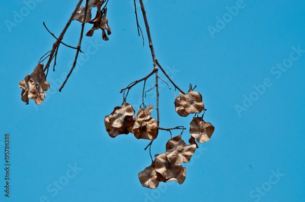 Obraz Pterocarpus macrocarpus The seed is suitable for seed.