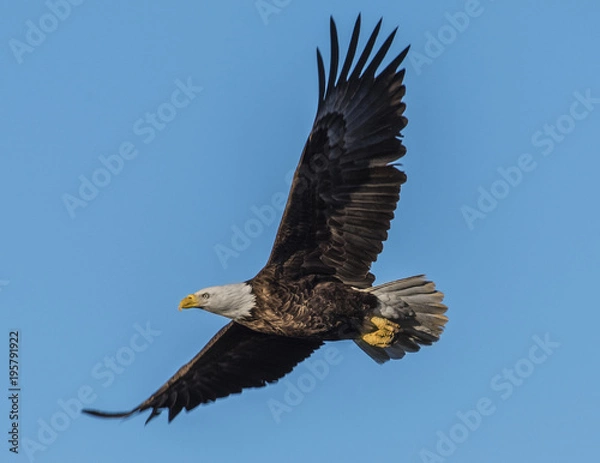 Fototapeta Eagle in Flight