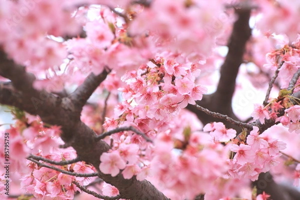 Obraz 満開の河津桜