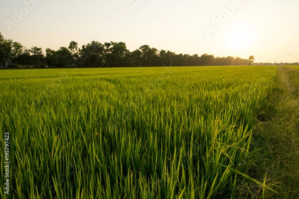 Obraz Image of the jasmine rice farm with beautiful light of the moment of sunset.