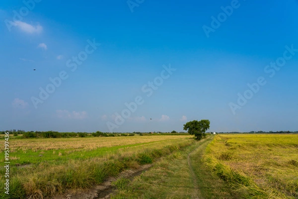 Obraz Image of the jasmine rice farm and irrigation system.