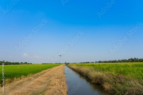 Obraz Image of the jasmine rice farm and irrigation system and the big birds flying over the field..