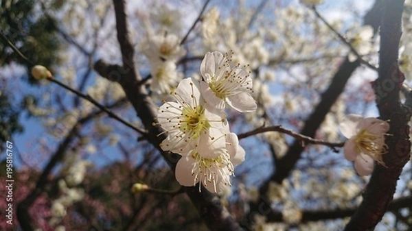 Fototapeta 梅の花
