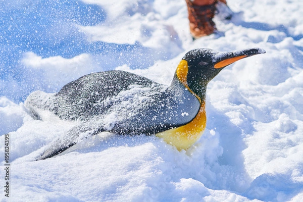 Obraz 腹ばいのキングペンギン
