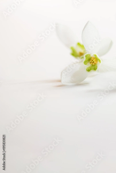 Fototapeta Romantischer Blumenrahmen mit Schneeglöckchen auf hellem Hintergrund