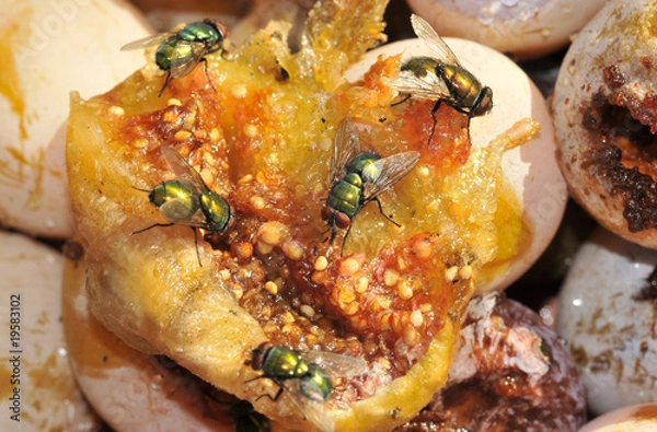 Obraz Mouches vertes